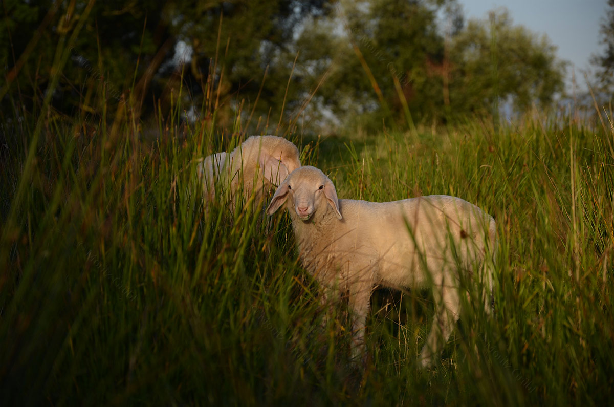 Schafe auf der Krautinsel
